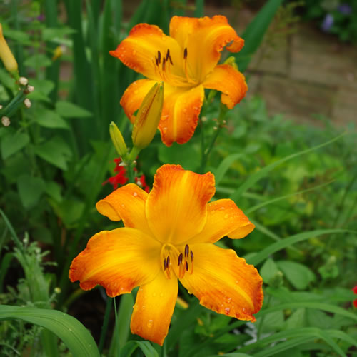 Hemerocallis Highland Pinched Fingers